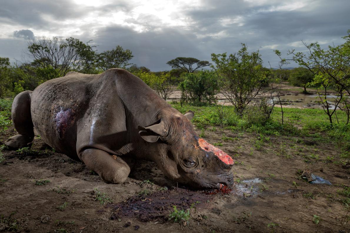 Ảnh[-]thiên[-]nhiên[-]nhói[-]lòng[-]năm[-]2016[-]của[-]NatGeo